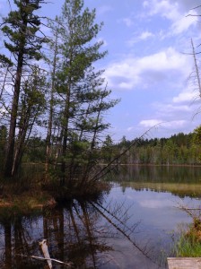 Hartwick Pines State Park