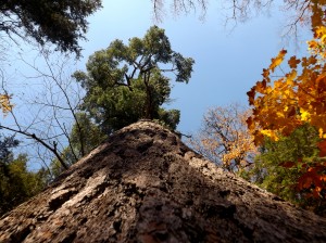 Big Pine and Fall Colors